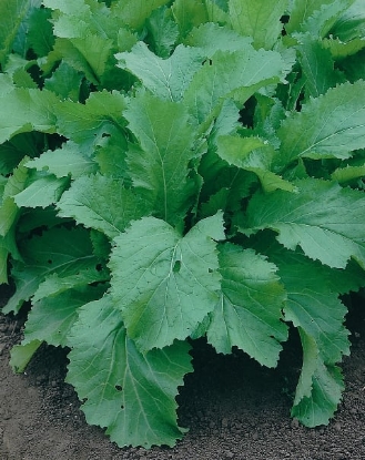 Picture of Indian Mustard (Amsoi Green)